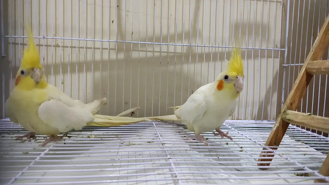 Very healthy cream Cocktiel pair/ New crown cage also available — photo 4