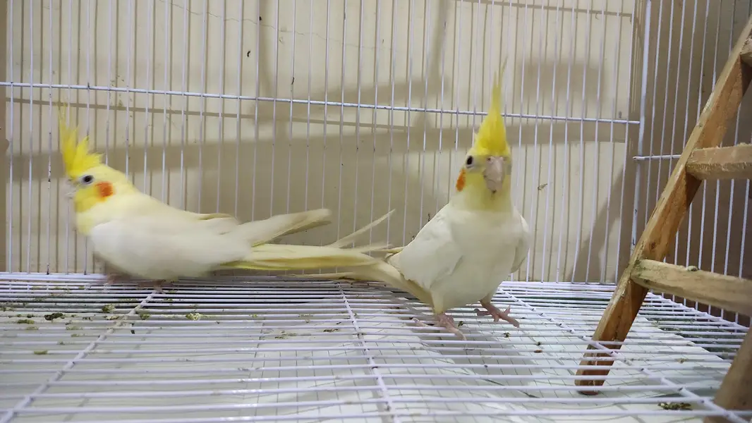 Very healthy cream Cocktiel pair/ New crown cage also available — photo 5