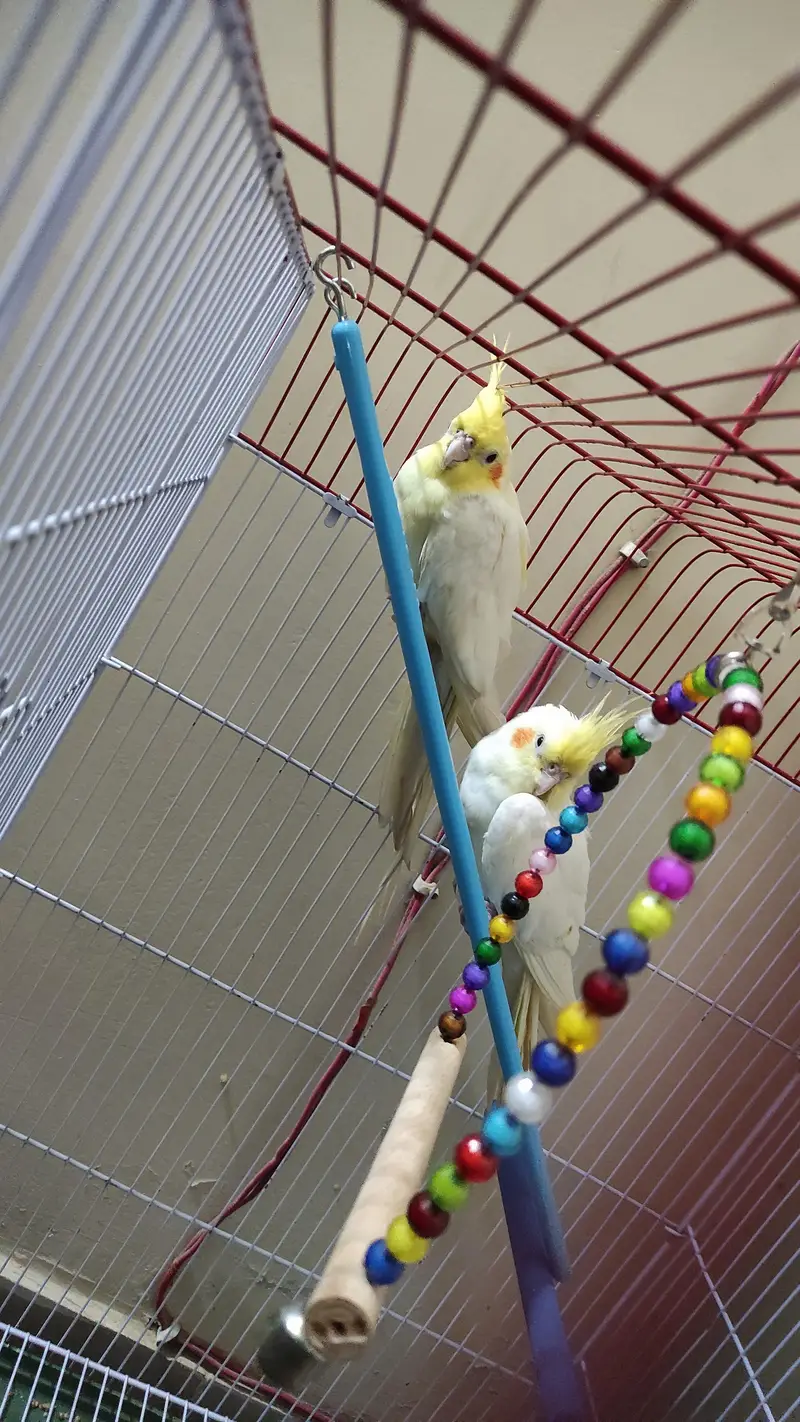 Very healthy cream Cocktiel pair/ New crown cage also available — photo 6