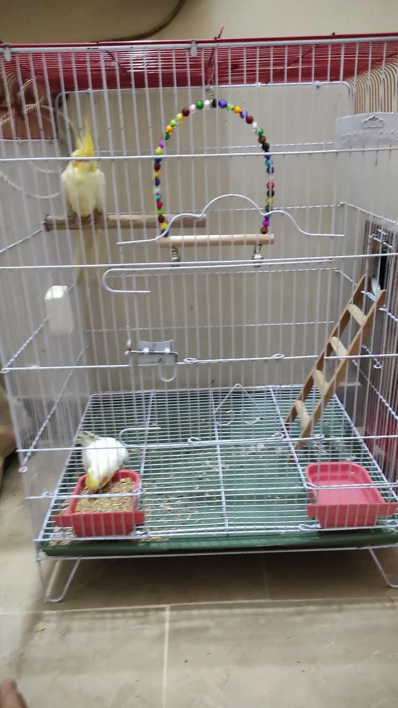 Very healthy cream Cocktiel pair/ New crown cage also available — photo 7