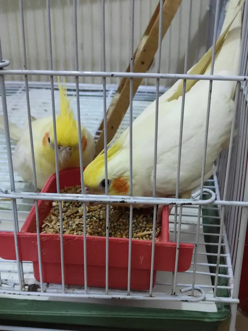Very healthy cream Cocktiel pair/ New crown cage also available — photo 8