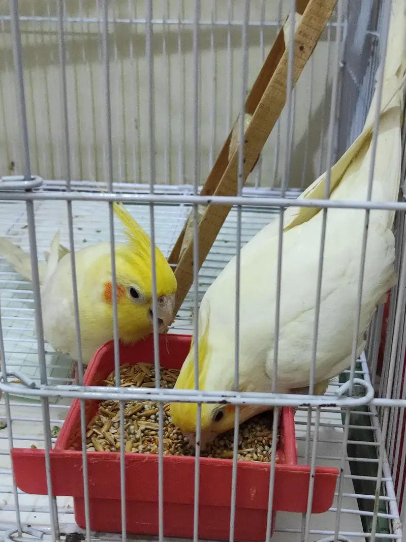 Very healthy cream Cocktiel pair/ New crown cage also available — photo 9