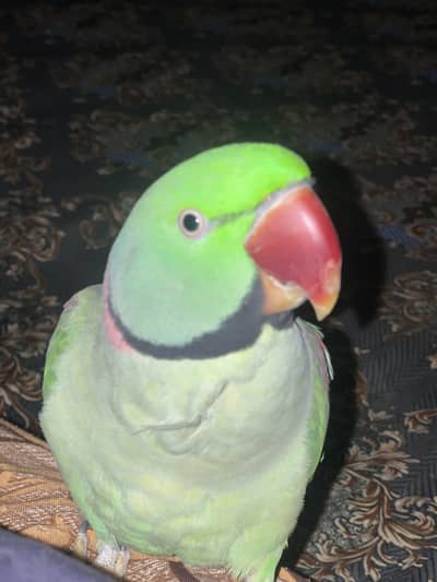 Green raw parrot