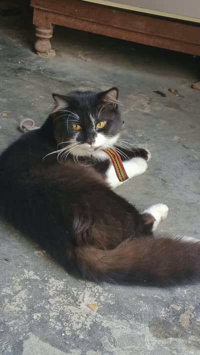 Black Cat For Sale Male
