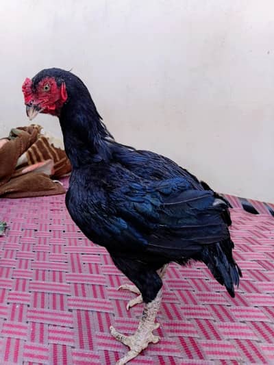 breeder mushka