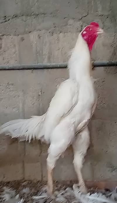 King O Shamo Breeder Pair | 0313-2414787