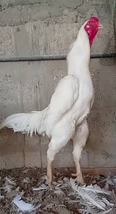 King O Shamo Breeder Pair | 0313-2414787