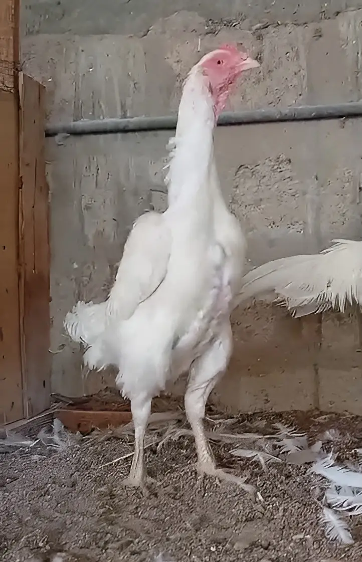 King O Shamo Breeder Pair | 0313-2414787 — photo 3
