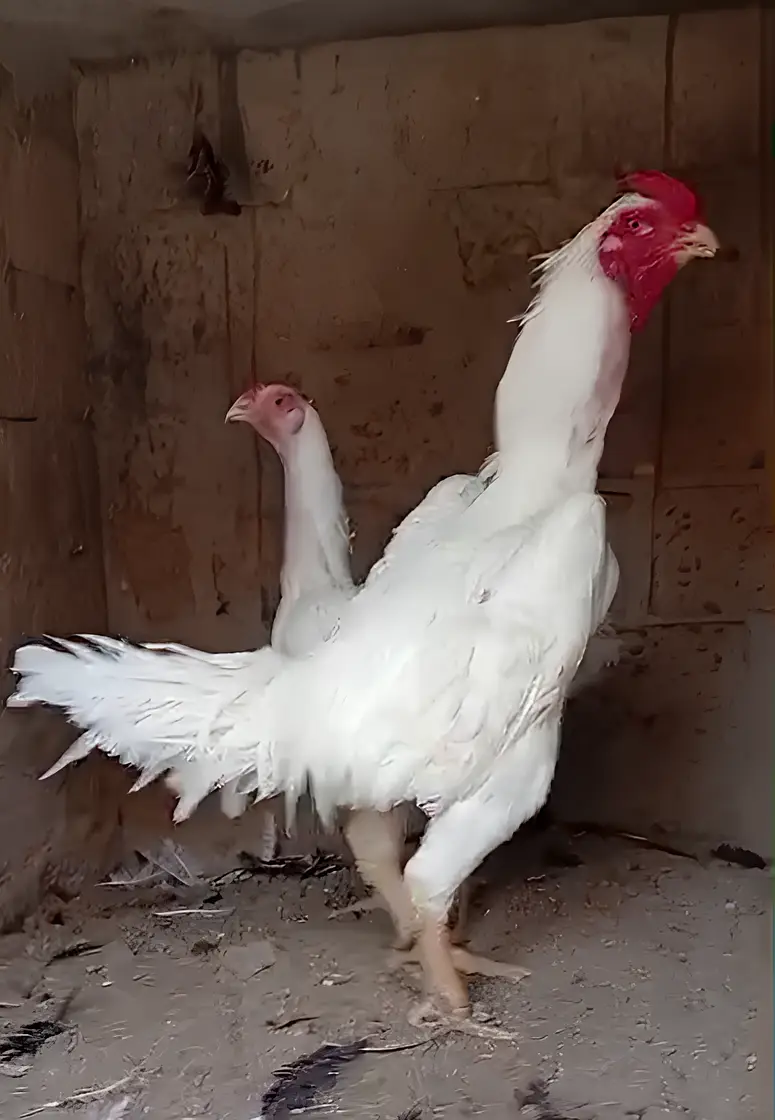 King O Shamo Breeder Pair | 0313-2414787 — photo 6