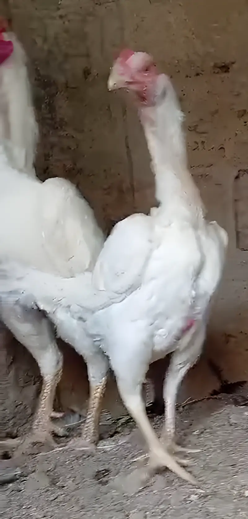 King O Shamo Breeder Pair | 0313-2414787 — photo 7