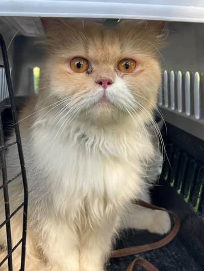 Persian cats | Persain cats pair | Persain kitten | Doll face | cats