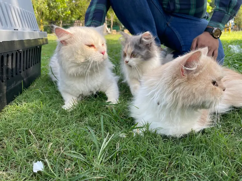 Persian cats | Persain cats pair | Persain kitten | Doll face | cats — photo 2