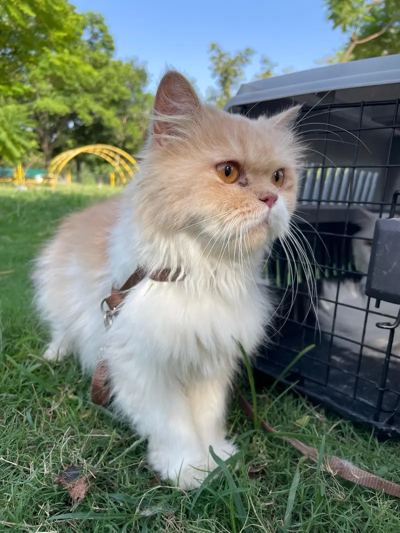 Persian cats | Persain cats pair | Persain kitten | Doll face | cats — photo 3
