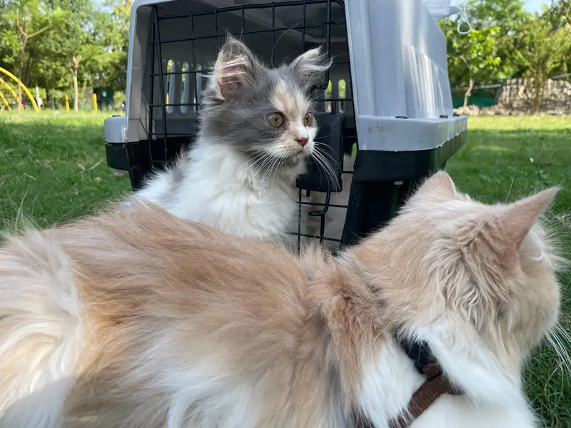 Persian cats | Persain cats pair | Persain kitten | Doll face | cats — photo 5