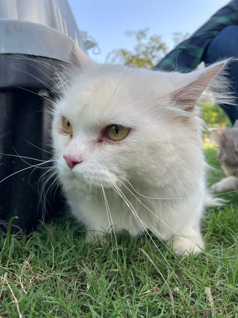 Persian cats | Persain cats pair | Persain kitten | Doll face | cats — photo 6