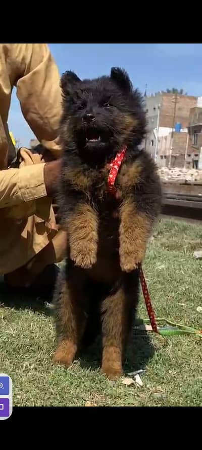 German shepherd long coat dog for sale