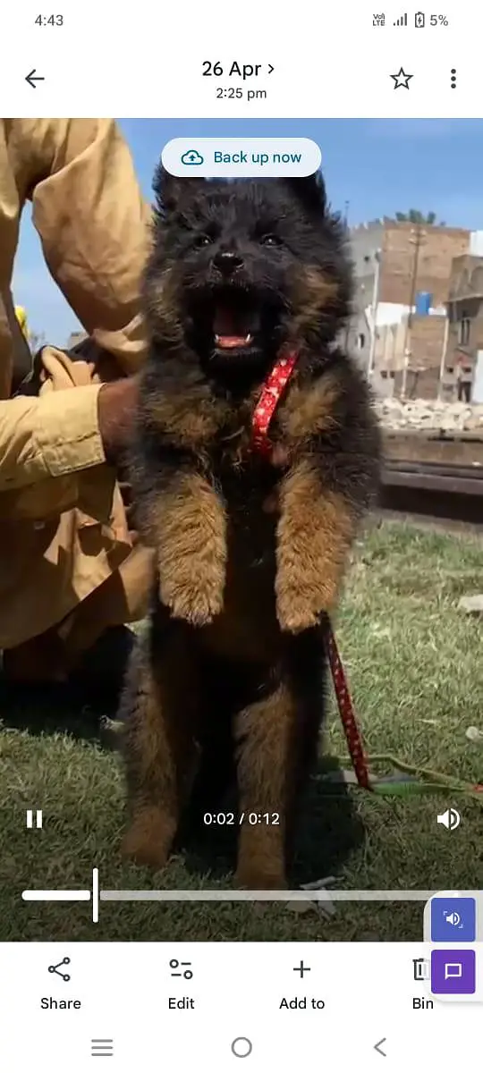 German shepherd long coat dog for sale — photo 2