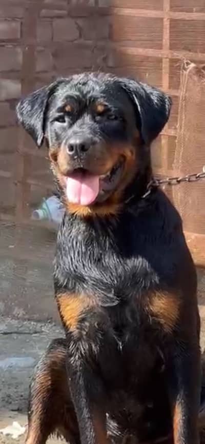 GERMAN ROTTWEILER FEMALE FOR SALE