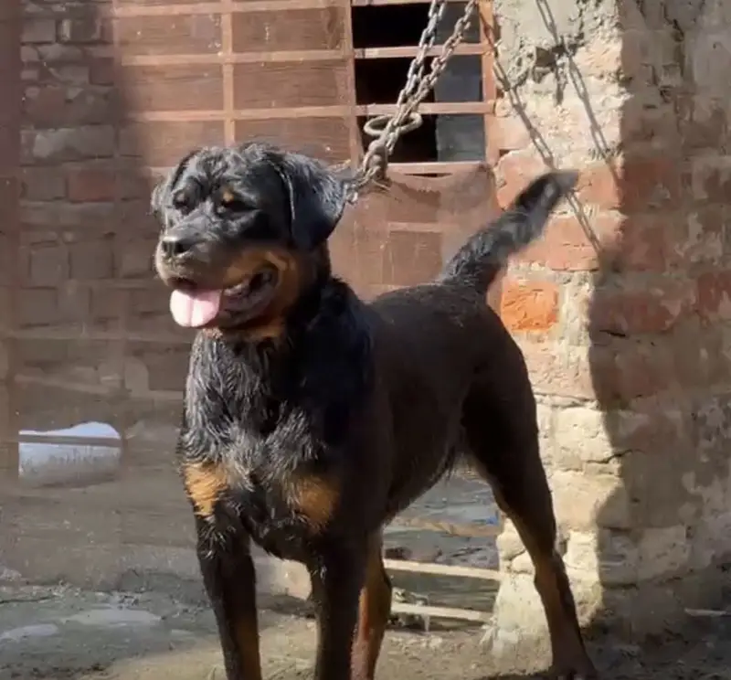 GERMAN ROTTWEILER FEMALE FOR SALE — photo 2