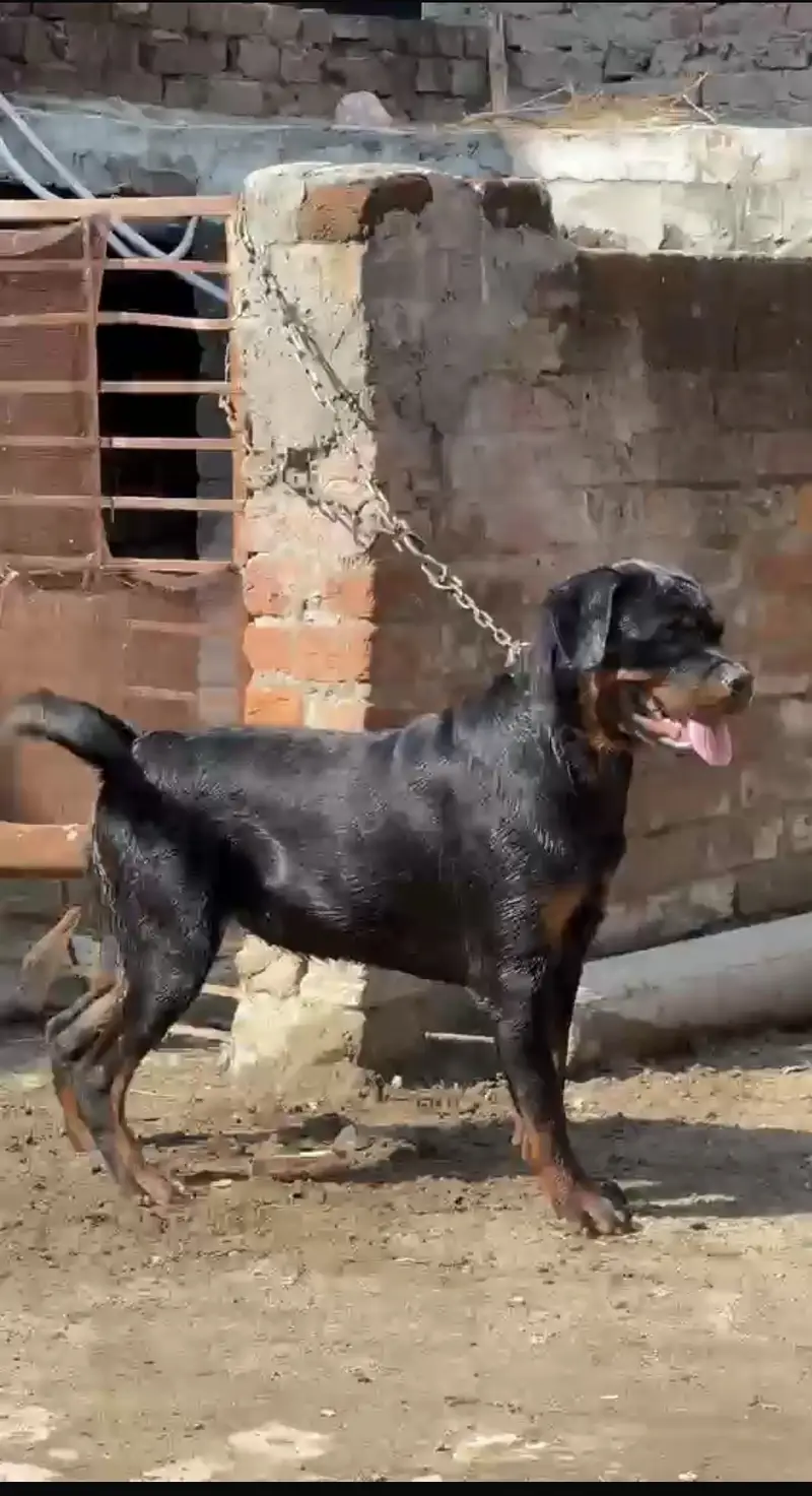 GERMAN ROTTWEILER FEMALE FOR SALE — photo 3