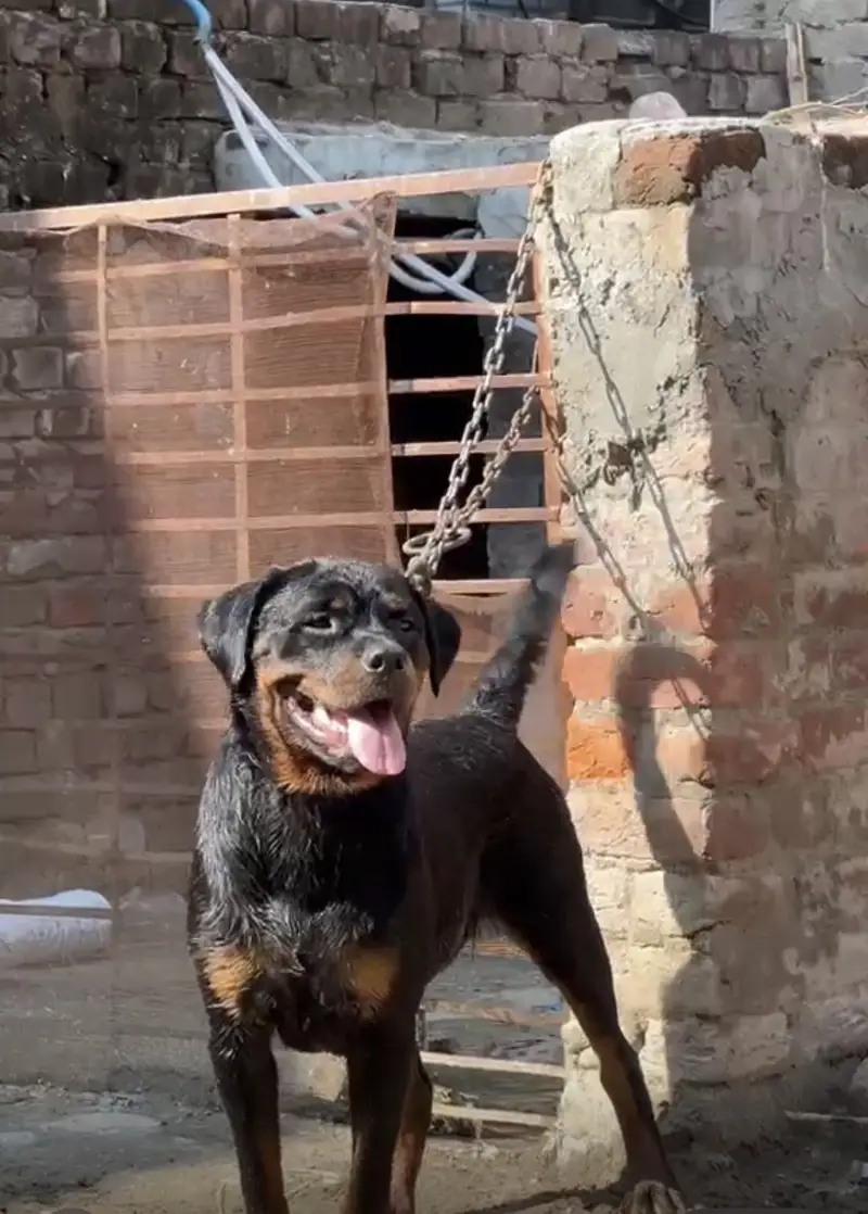 GERMAN ROTTWEILER FEMALE FOR SALE — photo 4