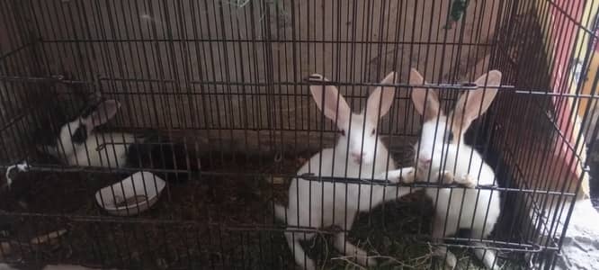 rabbits