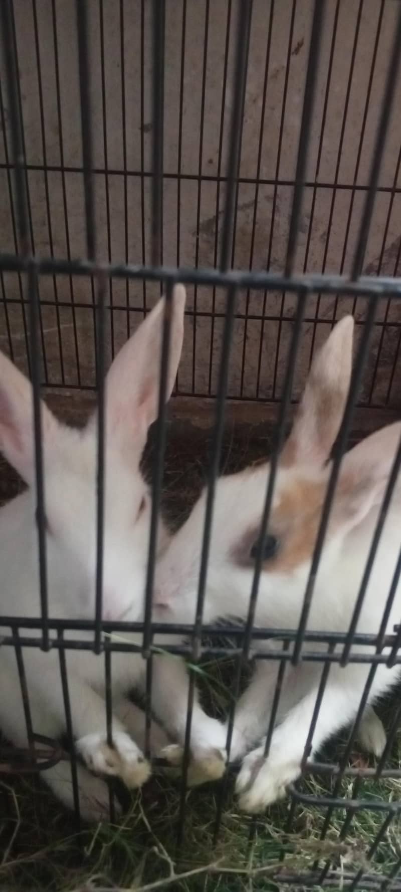 rabbits 1