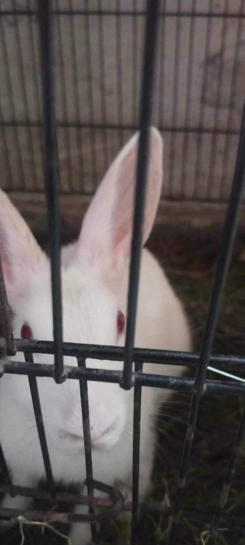 rabbits 2