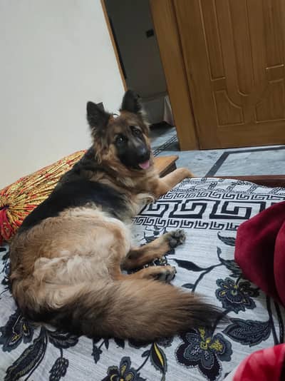 German Shepherd female