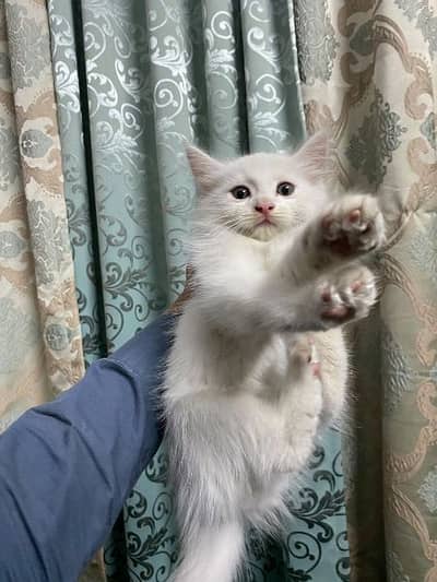 Persian triple coat kittens