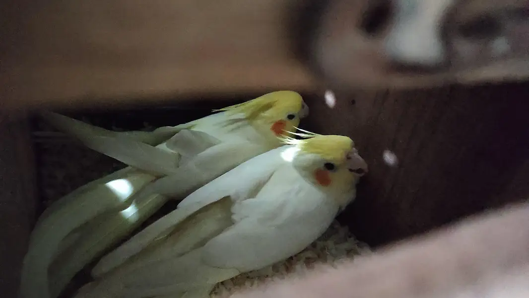 Very healthy cream Cocktiel pair/ New crown cage also available — photo 10