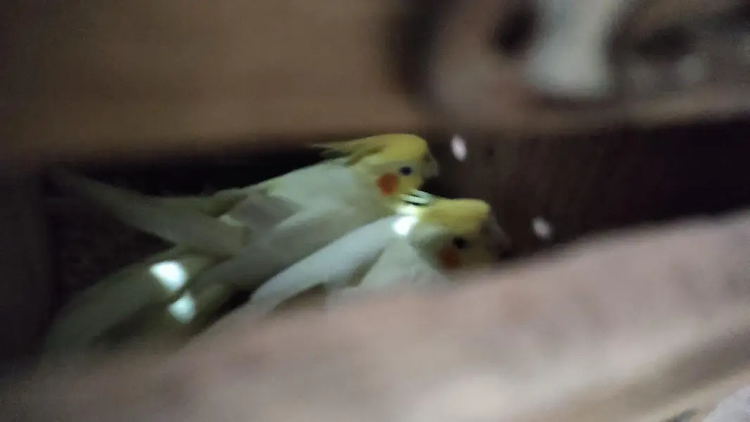 Very healthy cream Cocktiel pair/ New crown cage also available — photo 11