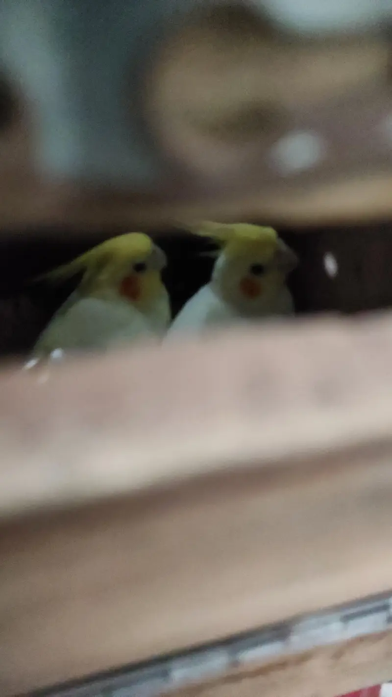 Very healthy cream Cocktiel pair/ New crown cage also available — photo 12