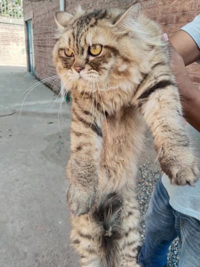 pure Russian cat