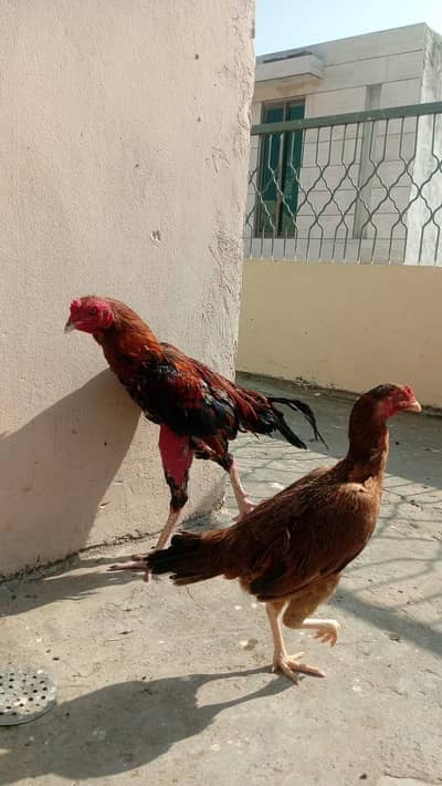 High quality Pakistani Aseel madi