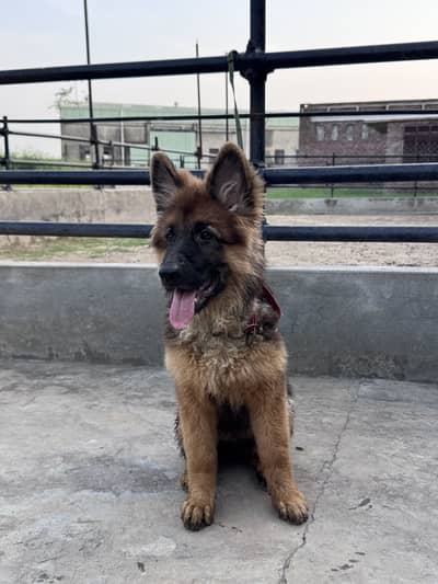 German Shepherd | Gsd Puppy | Long Coat
