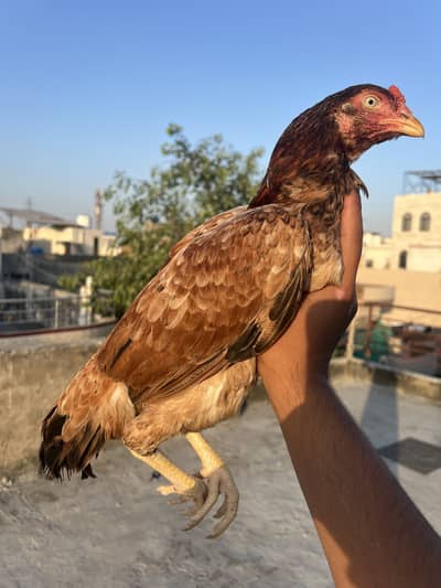 Aseel pakistani maddi