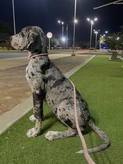 Great dane marley pair for sale