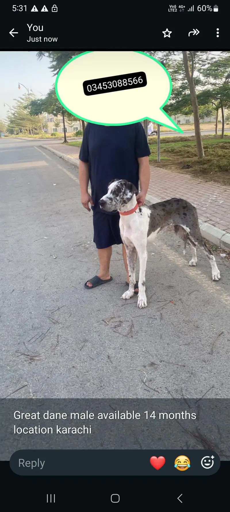 Great dane marley pair for sale — photo 2