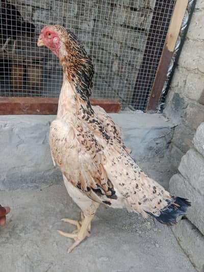 Aseel shamo breeder pair