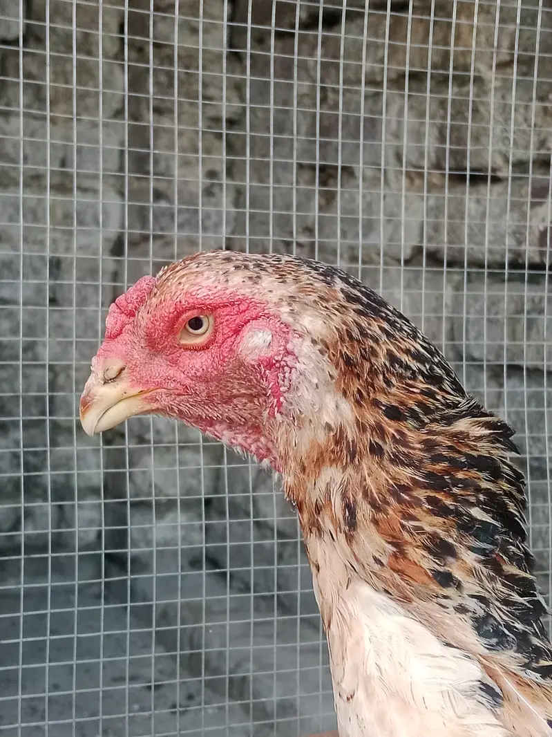 Aseel shamo breeder pair — photo 2