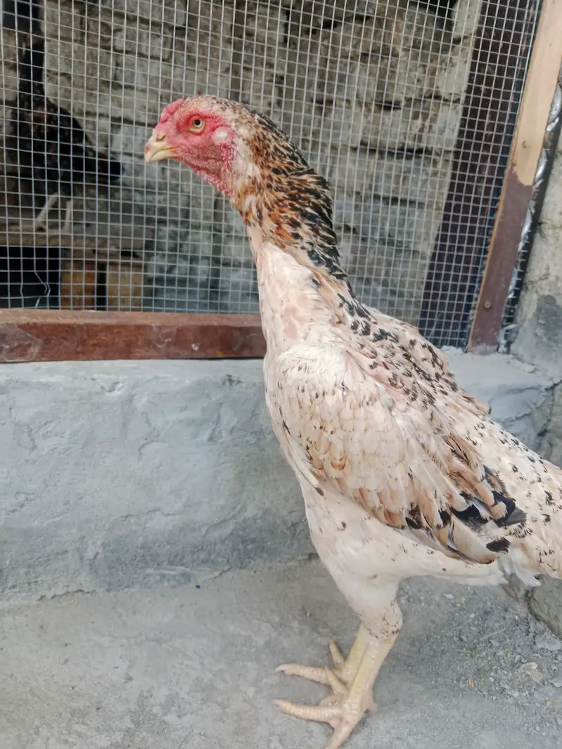 Aseel shamo breeder pair — photo 3