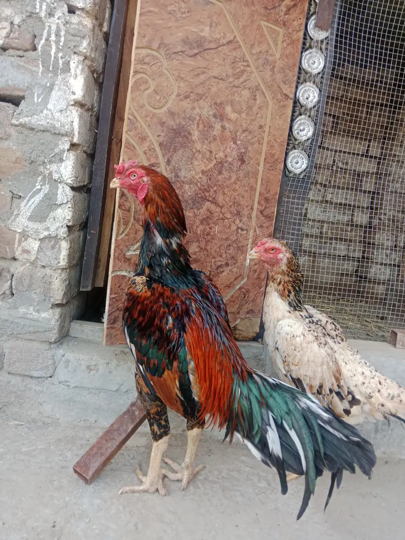 Aseel shamo breeder pair — photo 4