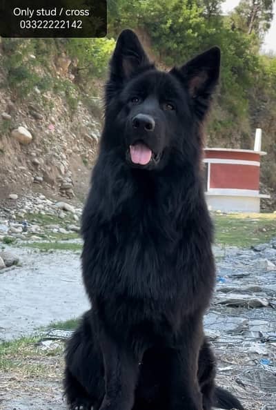 Long Coat German Shepherd Champion Pedigree Male