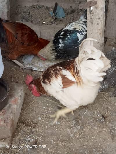 Misrii hens male for sale-pet hens