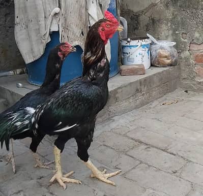 lassani breed pair