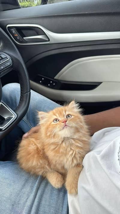 persian kitten | brown kitten | cat | persian cat | kitten