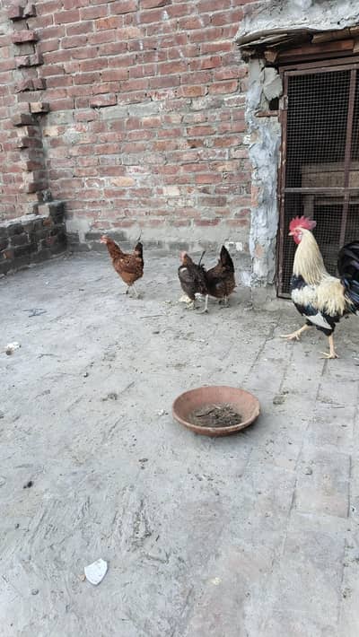golden misri aando wali