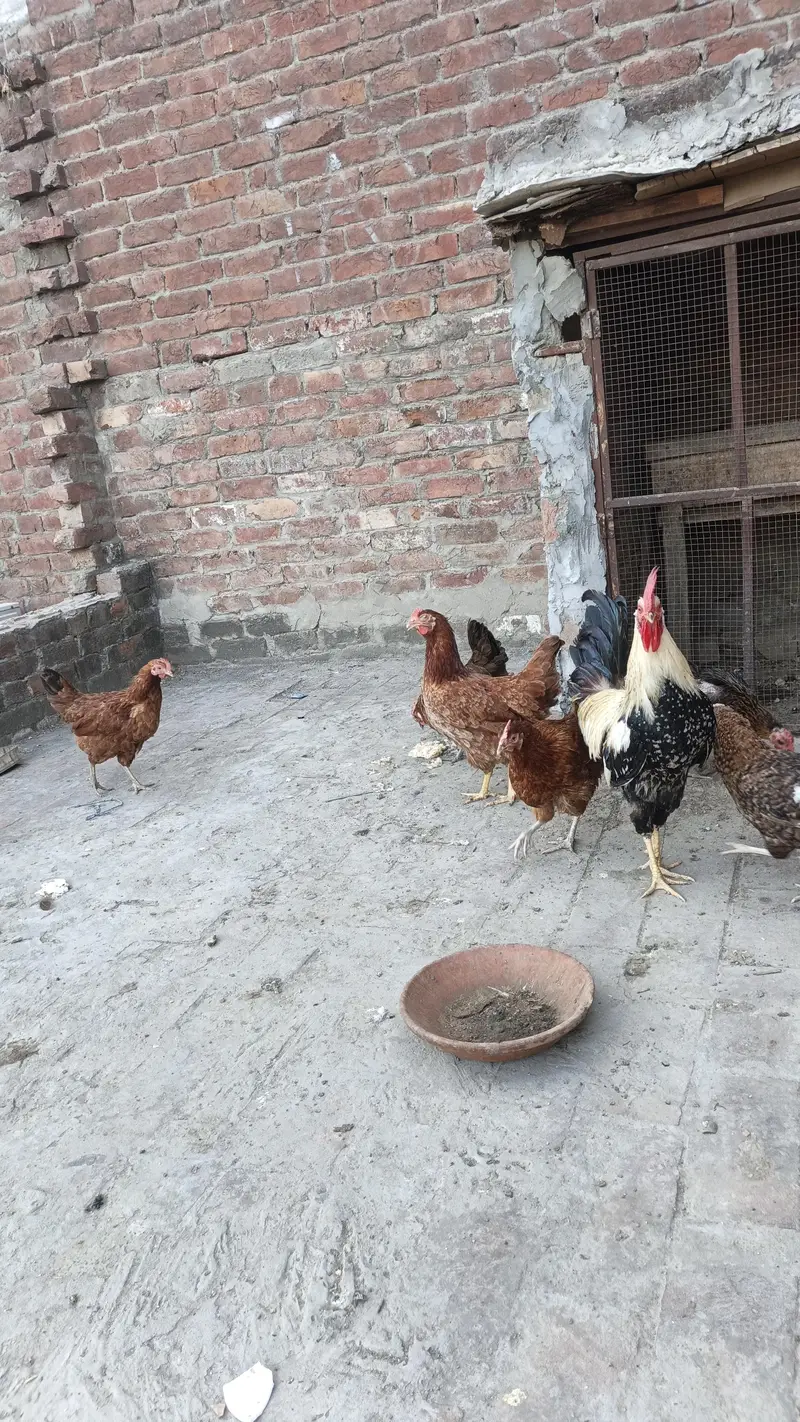 golden misri aando wali — photo 2