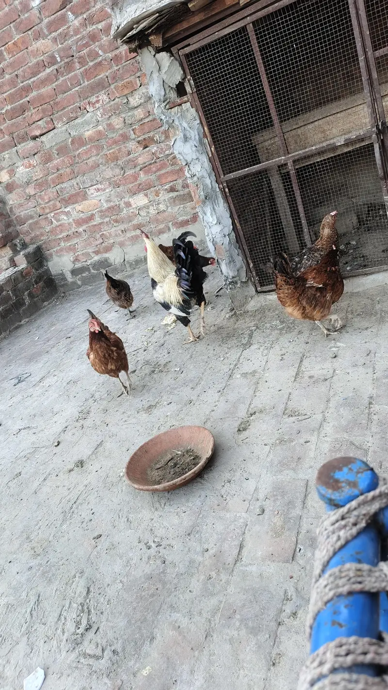 golden misri aando wali — photo 3